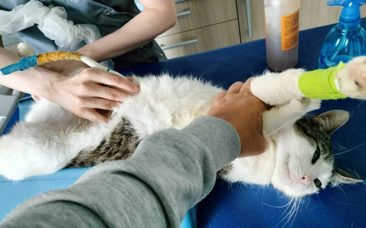 Zbiórka Hagrid 10 lat na ulicy... - zdjęcie główne