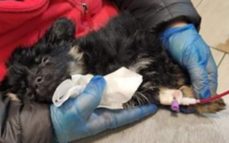 Zbiórka Od śmierci dzieliły godziny - zdjęcie główne