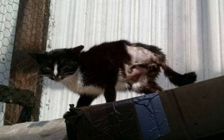 Zbiórka Polepszmy los TRÓJŁAPKA Salema! - zdjęcie główne