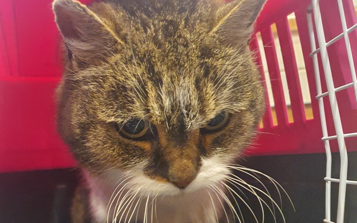 Kot w transporterze, z wyrazem smutku na twarzy.