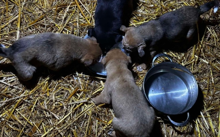 Szczenięta jedzące z miski na słomie.