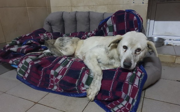 Zbiórka Pomoc cierpiącemu od 3 lat Asowi - zdjęcie główne