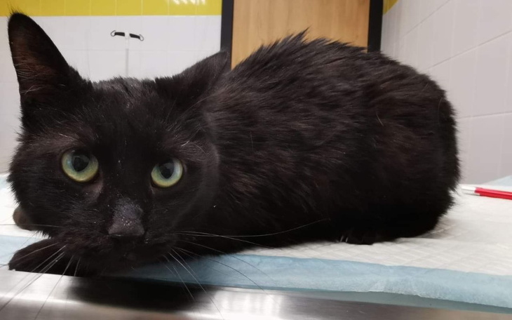 Zbiórka Mini w każdej chwili może umrzeć - zdjęcie główne