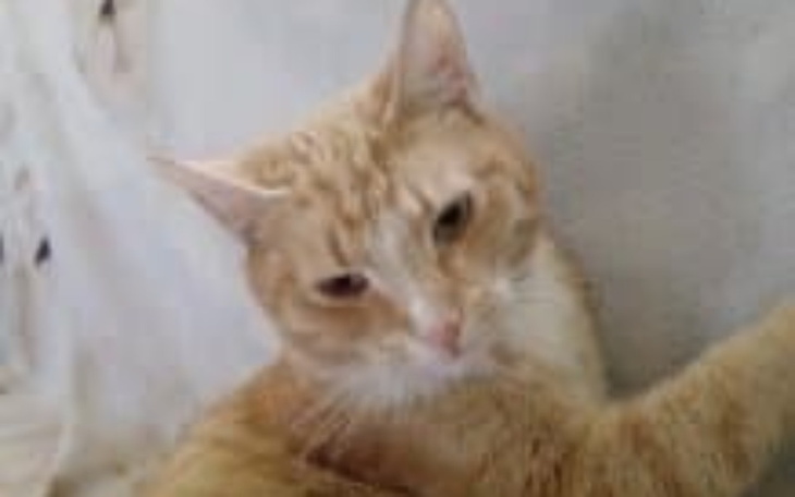 Zbiórka Dwie operacje mojego kota - zdjęcie główne