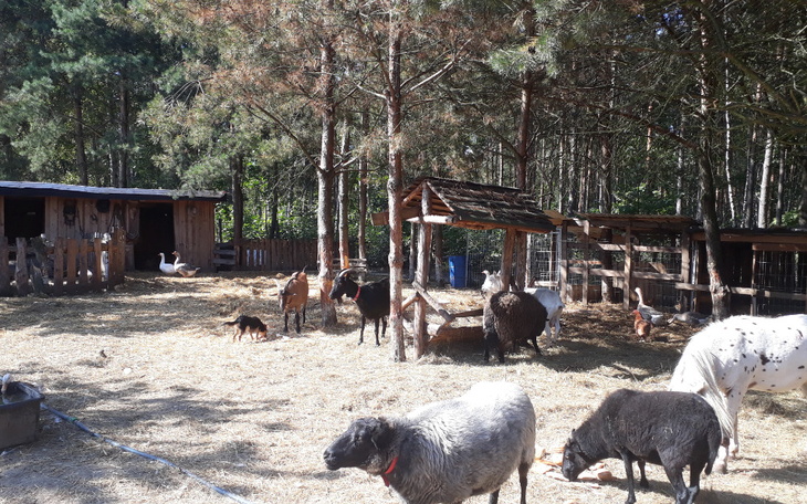 Zbiórka Pomoc dla Ostoi - zdjęcie główne