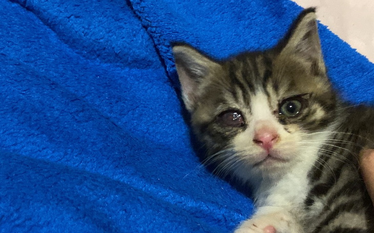 Zbiórka Pomóż mi wyleczyć moje oczko - zdjęcie główne