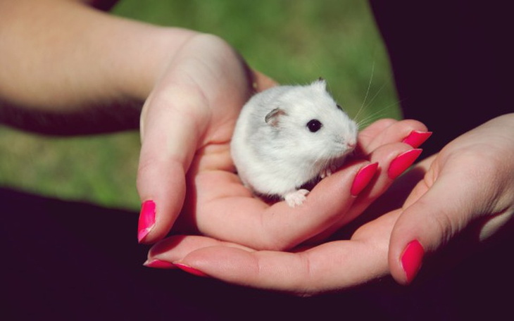 Zbiórka zoologiczny - zdjęcie główne