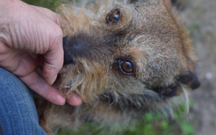 Zbiórka Zwierzaki Azylowego Stada - zdjęcie główne