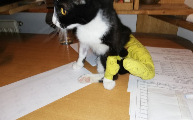 Zbiórka Przywróć radość kociego życia - zdjęcie główne