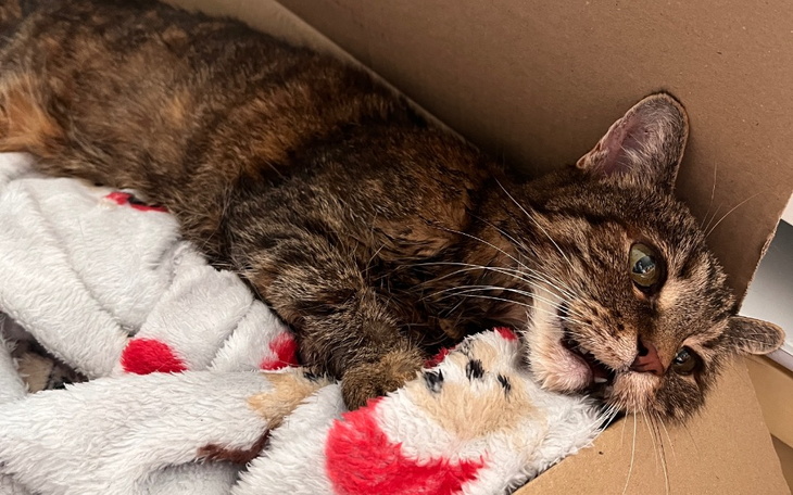 Zbiórka Diagnostyka i leczenie Kundzi - zdjęcie główne