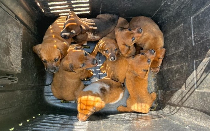 Zbiórka 8 malców z biletem do schroniska - zdjęcie główne