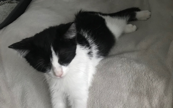 Zbiórka Na leczenie małej Misi - zdjęcie główne