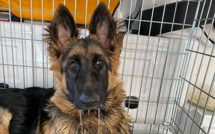 Zbiórka Zbiórka na zabieg dla psiaka - zdjęcie główne