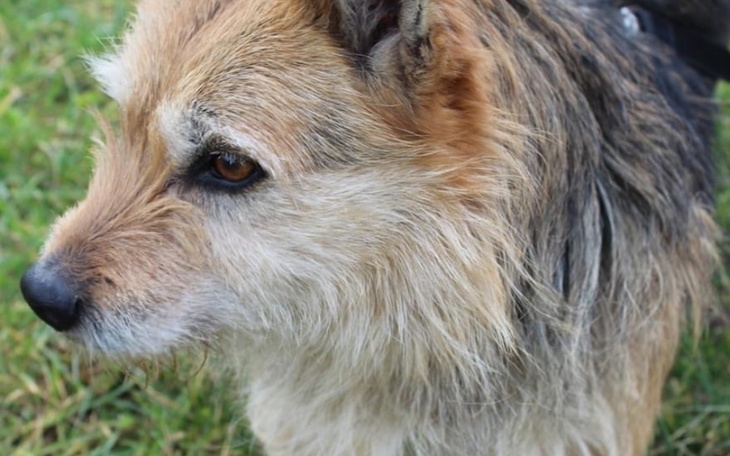 Zbiórka Na transport Doris z Węgrowa - zdjęcie główne