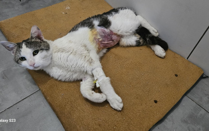 Kot leżący na podłodze z opatrunkiem.