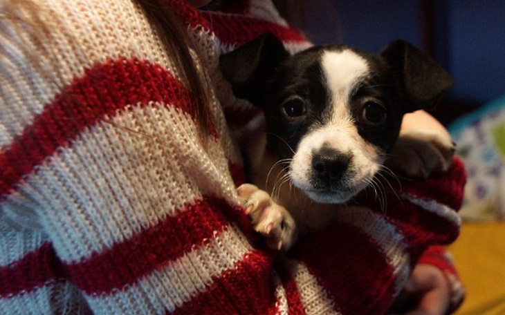 Zbiórka Porzucone psie dzieci! - zdjęcie główne