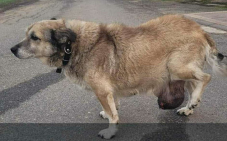 Pies spacerujący po drodze, z widoczną raną.