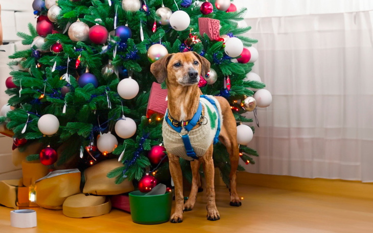 Zbiórka GWIAZDKA dla Igi - zdjęcie główne