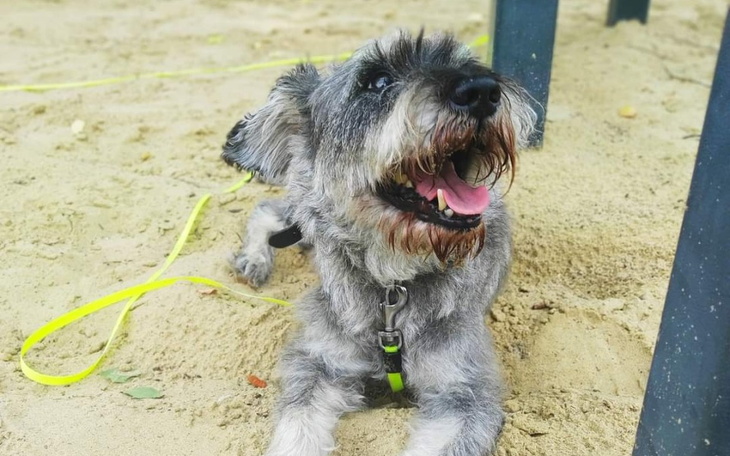 Zbiórka Leczenie Spajka - zdjęcie główne