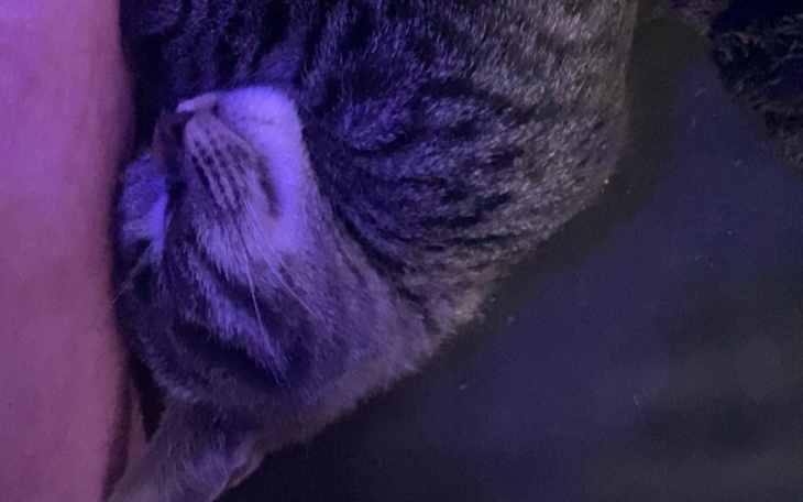 Zbiórka na operacje kregoslupa kotka - zdjęcie główne