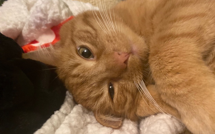 Kot leżący na kocu, z wyrazem twarzy pełnym spokoju.