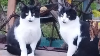 Zbiórka Na start dla sióstr z działek - miniaturka zdjęcia