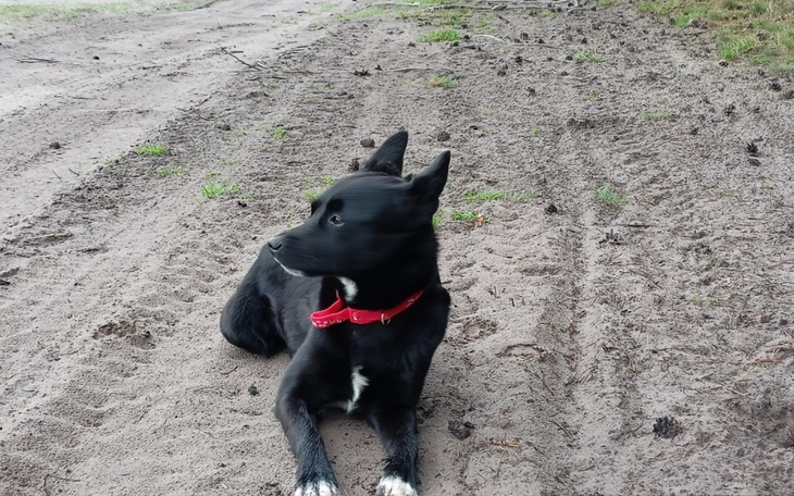 Zbiórka Na operacje pieska imieniem Bobo - zdjęcie główne