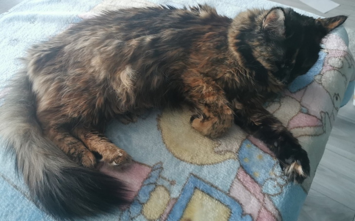 Zbiórka Tosia - Zapalenie otrzewnej - zdjęcie główne