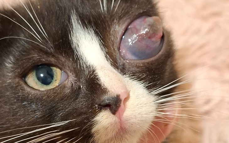 Kot z uszkodzonym okiem, z wyraźnym spojrzeniem.