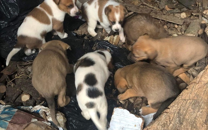 Zbiórka Dramat psiej matki - zdjęcie główne