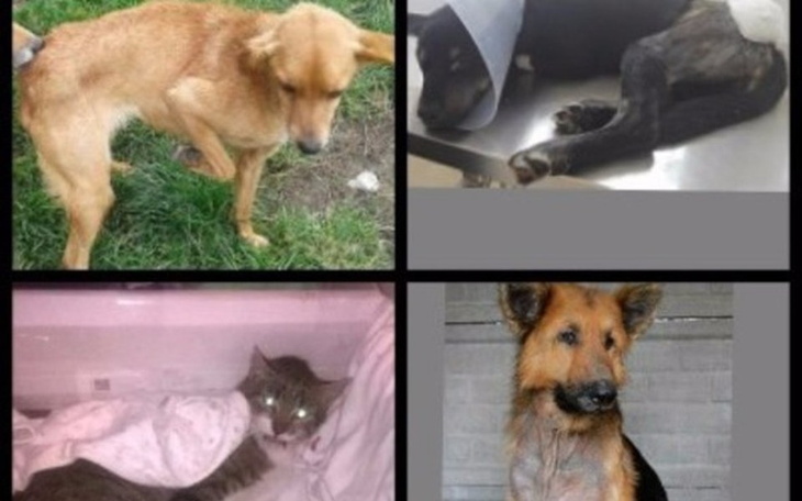 Zbiórka Bezdomniaki proszą o pomoc. - zdjęcie główne