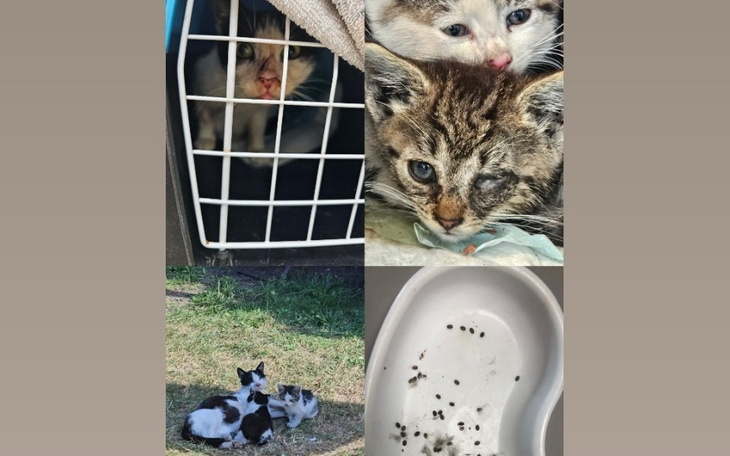 Zbiórka Kastracje i leczenie maluchów - zdjęcie główne