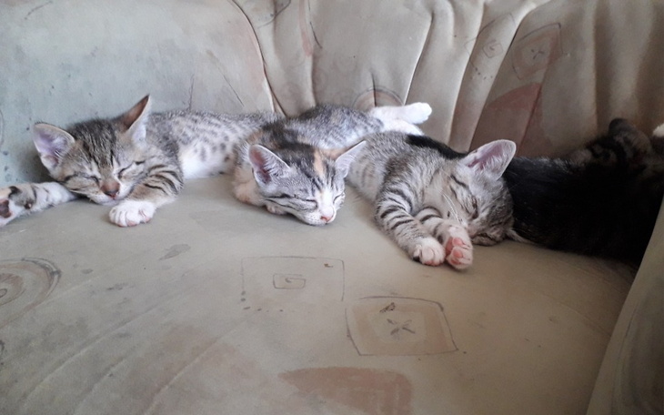 Zbiórka Jedzenie dla małych kociąt - zdjęcie główne