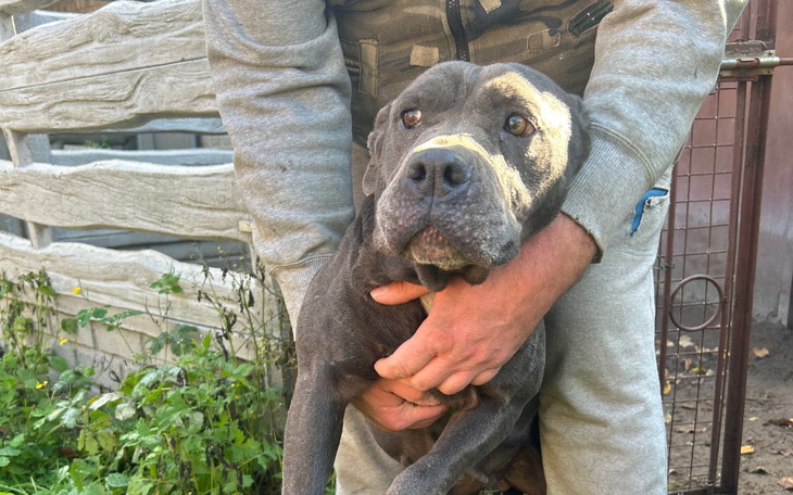 Zbiórka Amstaffy z Łowicza - zdjęcie główne