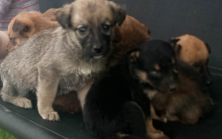 Zbiórka Na karmę dla małych szczeniaków - zdjęcie główne