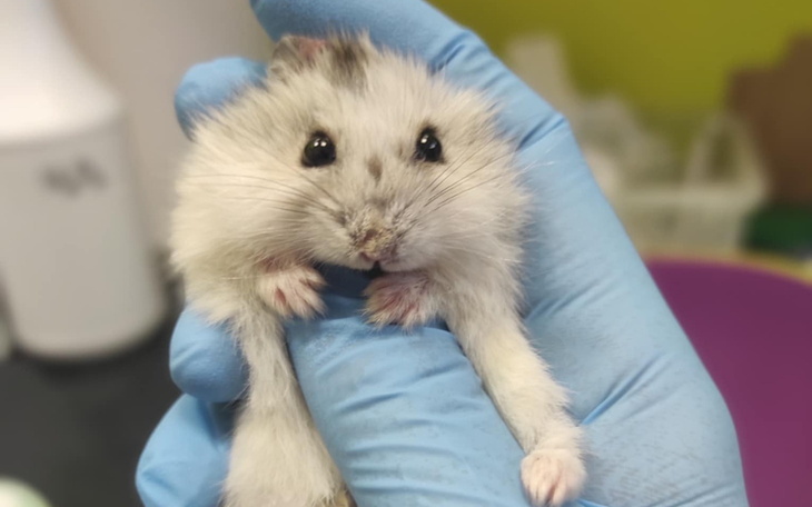 Mały chomik trzymany w ręku, z uśmiechniętą miną.
