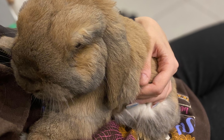 Zbiórka Pomoc dla królika Tadeusza - zdjęcie główne