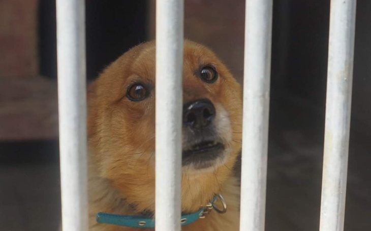 Zbiórka Juliś-na transport po nowe życie - zdjęcie główne