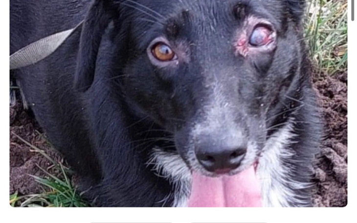 Zbiórka Wyleczmy Pepe ze schroniska - zdjęcie główne