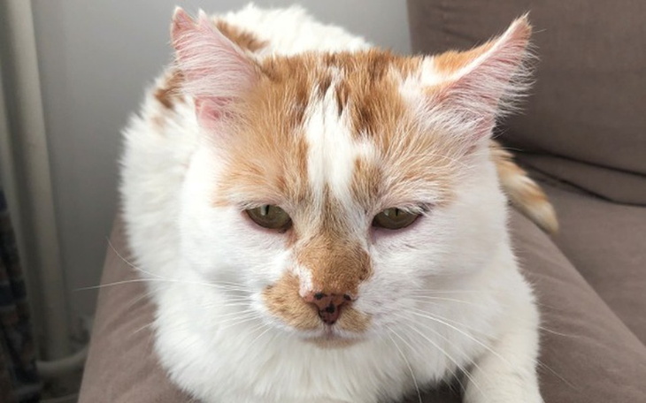 Zbiórka Wsparcie dla chorego kotka Puśka - zdjęcie główne