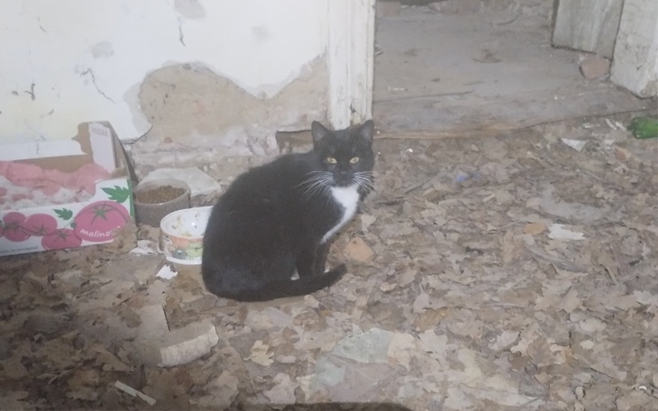 Zbiórka Sterylizacja dla bezdomniaka - zdjęcie główne