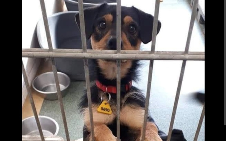 Zbiórka Dla schroniska w Bydgoszczy - zdjęcie główne