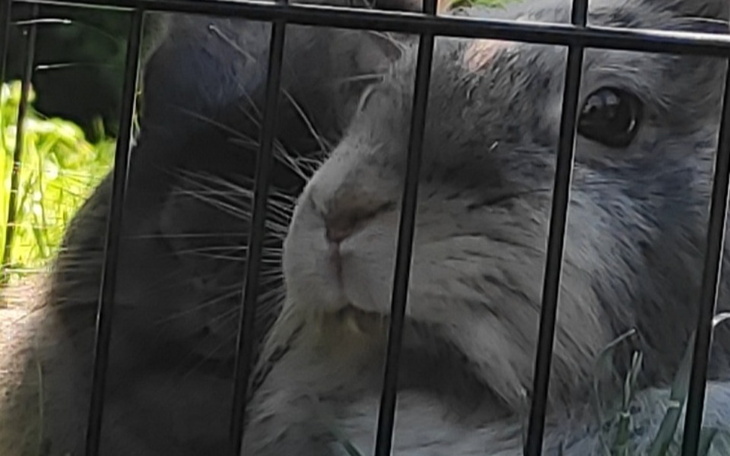 Zbiórka Pomoc maksiowi i tofikowi - zdjęcie główne