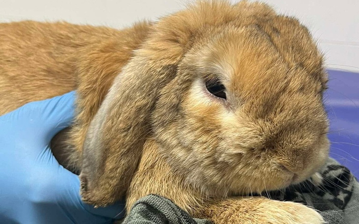 Królik w rękach weterynarza, wyglądający na spokojnego.