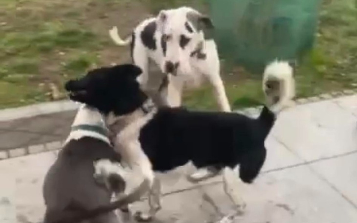 Zbiórka Tymczasowy dom - zdjęcie główne