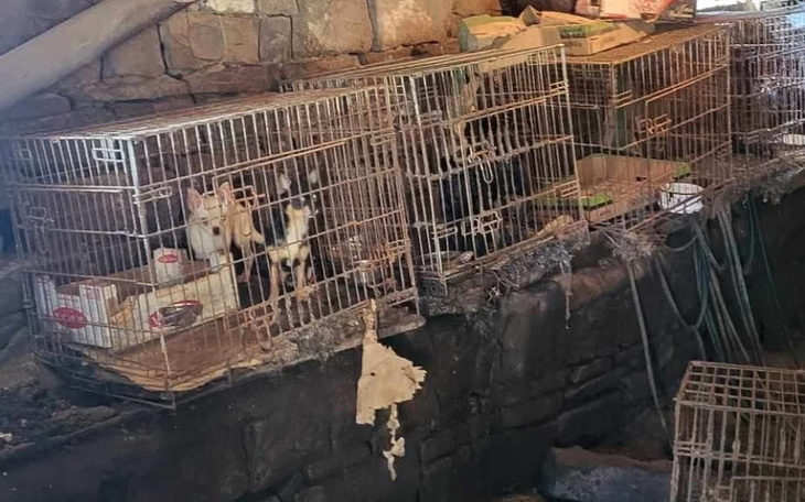 Złe warunki życia zwierząt w klatkach w schronisku.