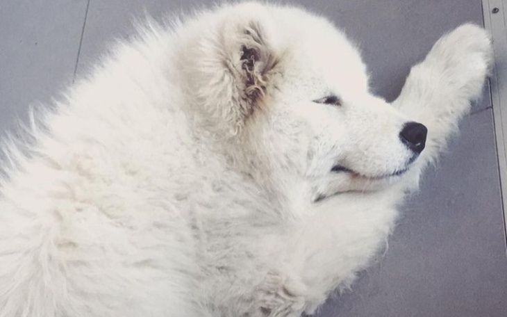 Zbiórka Na karmę dla samoyeda - zdjęcie główne