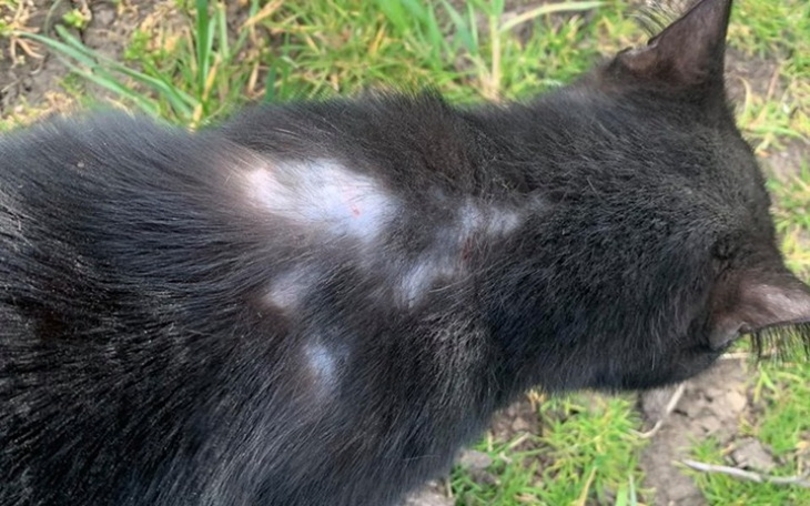 Zbiórka Walka bezdomnego Bunia z chorobą - zdjęcie główne