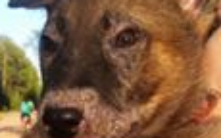 Zbiórka Leczymy szczeniorka - zdjęcie główne