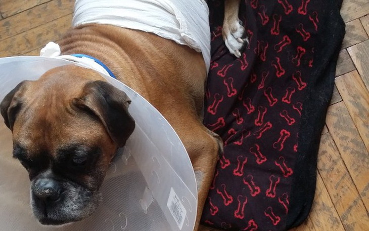 Zbiórka Operacja dla pieska po Wypadku - zdjęcie główne